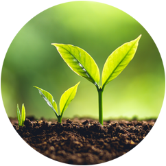 Life Mindflow Coaching - Anka Kovac Augustiny